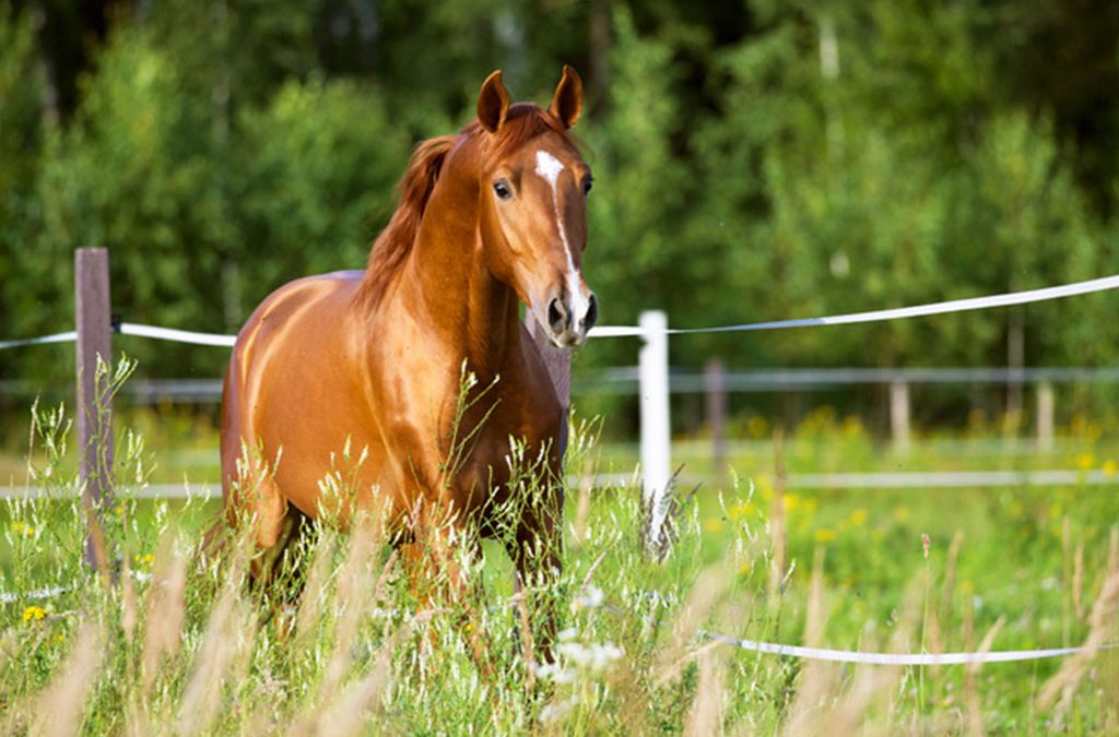 Détenteurs de chevaux et autres équidés : bientôt une attestation de connaissance obligatoire