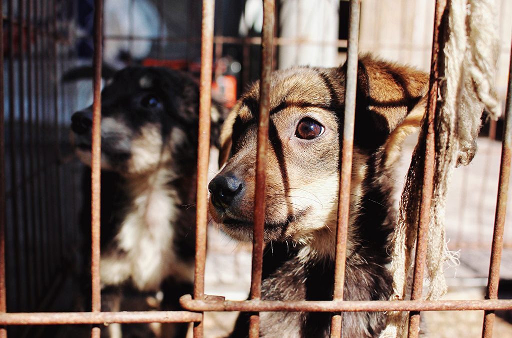 Loi contre la maltraitance animale, un an déjà