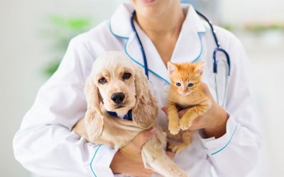 Loi contre la maltraitance animale : quelles dispositions applicables aux docteurs vétérinaires ?