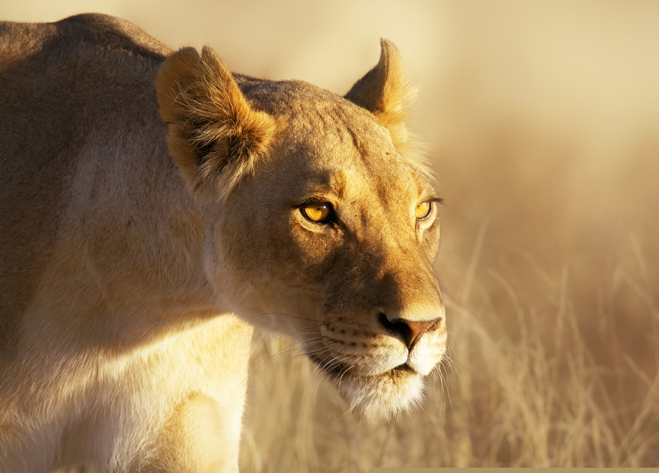 Jurisprudence LANNA – Le préjudice animalier