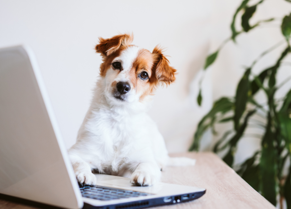 Les animaux de compagnie sont-ils autorisés au bureau ?