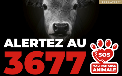 Animal maltraité ? SOS Maltraitance Animale à votre écoute