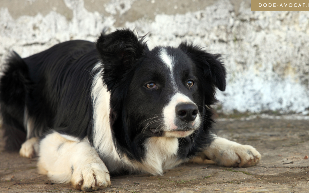 A Metz, reconnaissance des préjudices animaliers pour Balko et Flynn