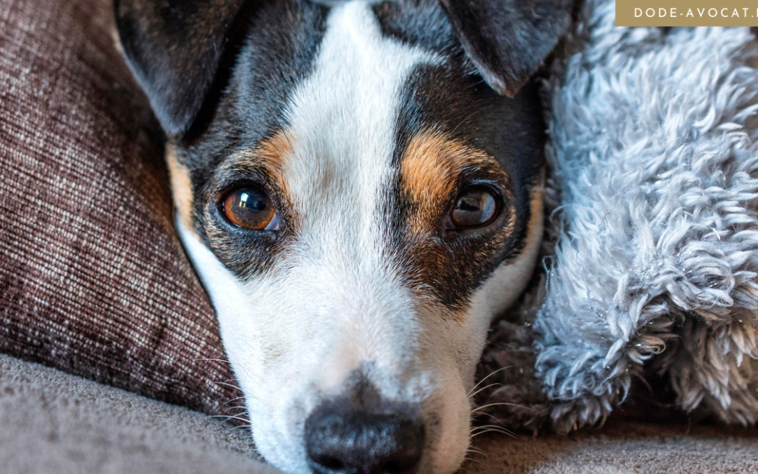 La Cour criminelle de Douai reconnaît le préjudice de l&rsquo;animal victime de viols