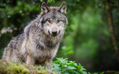 Le loup, espèce en danger : une nouvelle règlementation défavorable