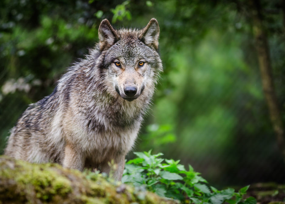 Le loup, espèce en danger : une nouvelle règlementation défavorable