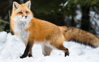 Les espèces “nuisibles” à l’épreuve de la science : fin d’une destruction hypocrite ?