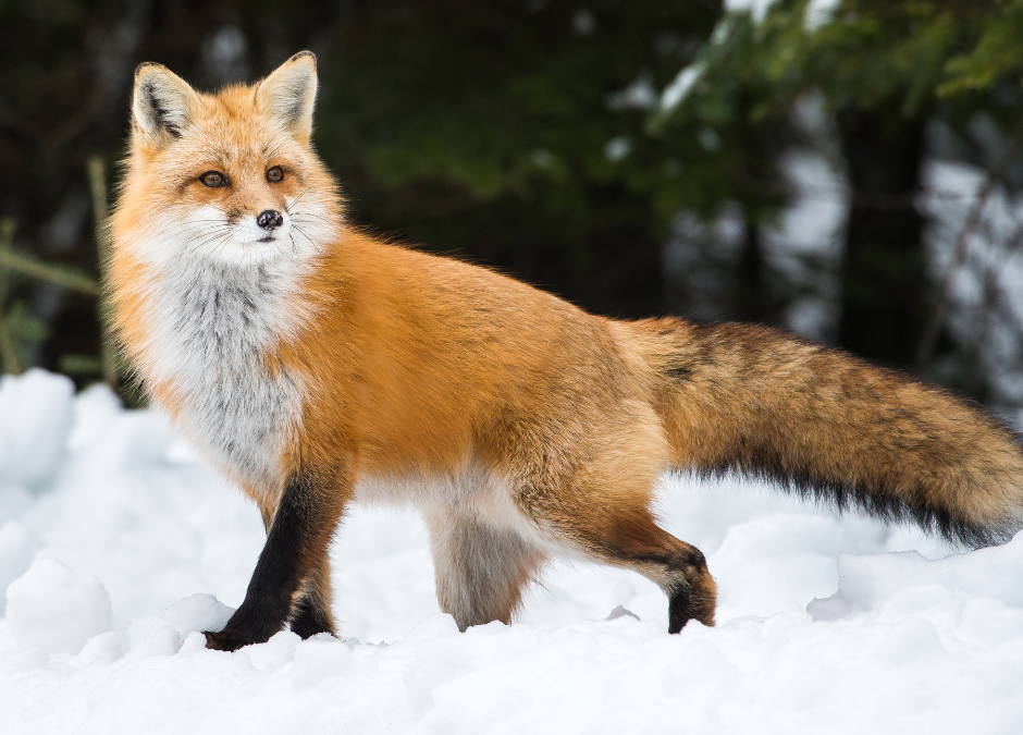 Les espèces “nuisibles” à l’épreuve de la science : fin d’une destruction hypocrite ?