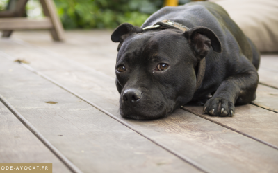 L&rsquo;affaire CURTIS : le destin tragique d&rsquo;un chien de catégorie