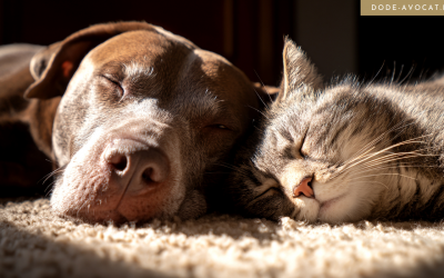 Renforcement de la règlementation européenne en faveur du bien-être des chiens et chats d&rsquo;élevage