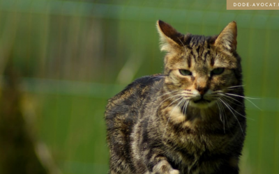 Affaire « SKIPPER » : la reconnaissance des préjudices animalier et d’accompagnement par le juge civil