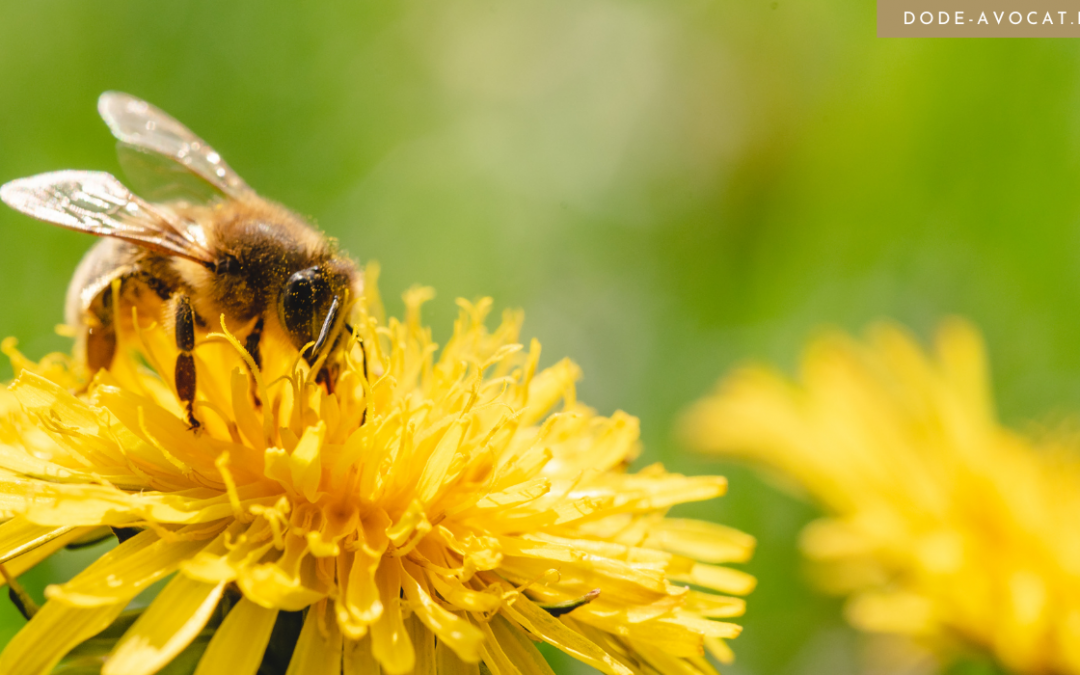 Le statut juridique des abeilles