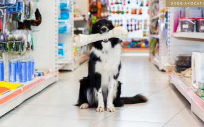 Vente de chats et chiens en animaleries interdite : le décret est publié