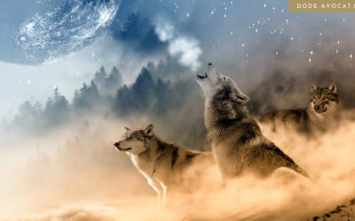 Journée internationale du loup le 13 août